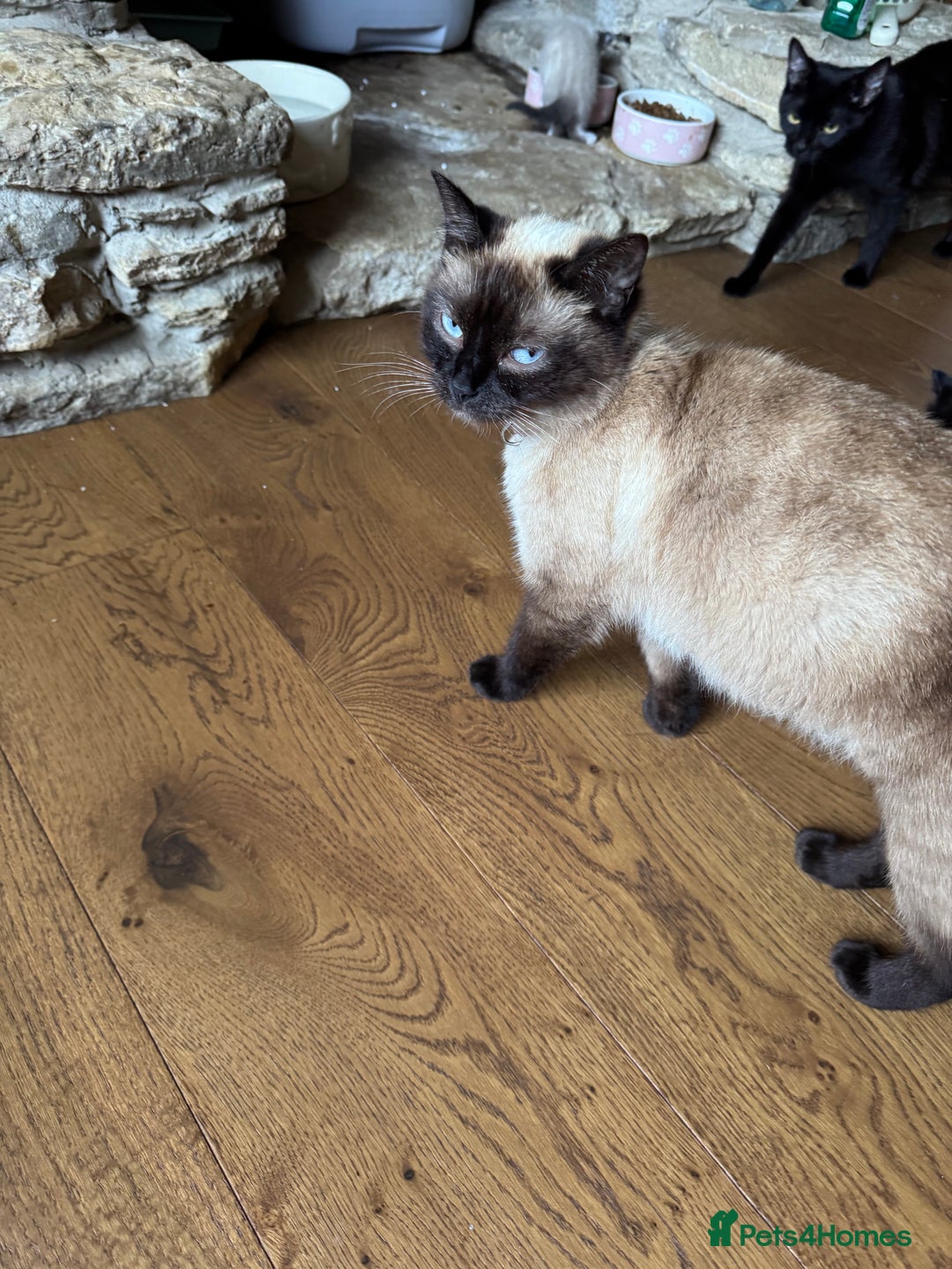 Mixed Breed cats for sale: British shorthair/ Ragdoll cross - Image 7