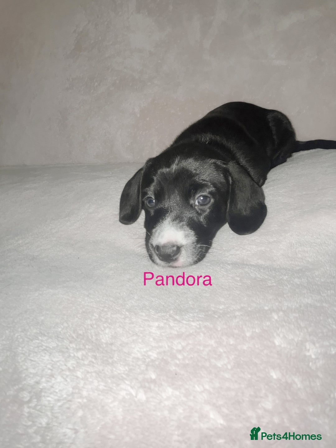 Mixed Breed dogs for sale: Dalmatian x dachshund  - Advert 17