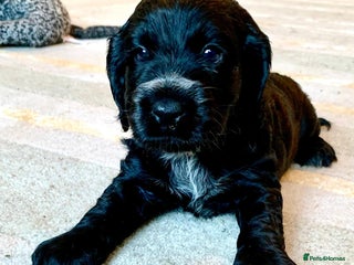 Cocker Spaniel dogs COCKER SPANIELS - Advert 6