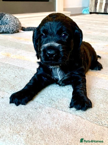 Cocker Spaniel dogs COCKER SPANIELS - Advert 2