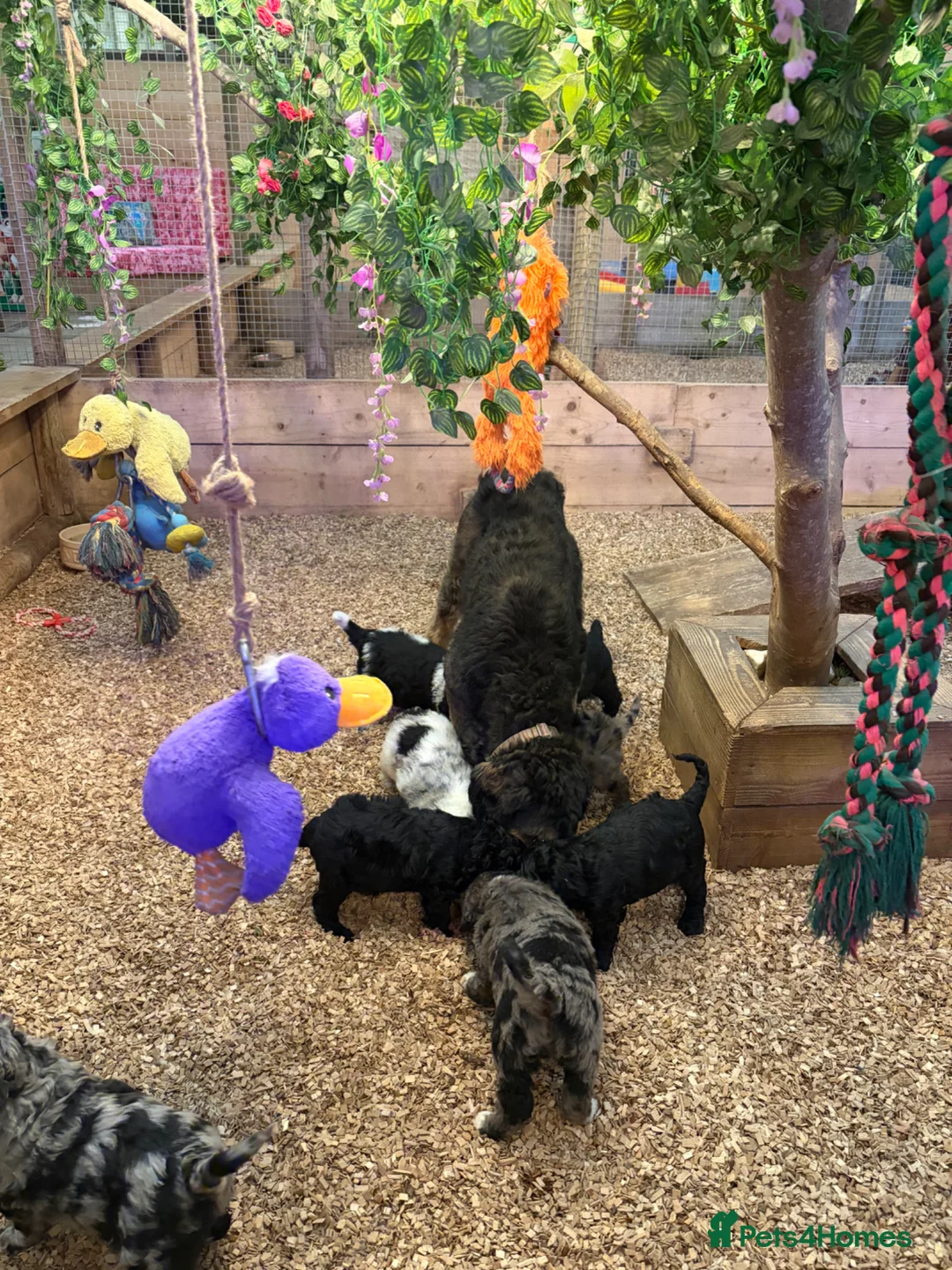 Bernedoodle dogs for sale: 3 Boys Available F1b Medium Bernedoodle  - Advert 1