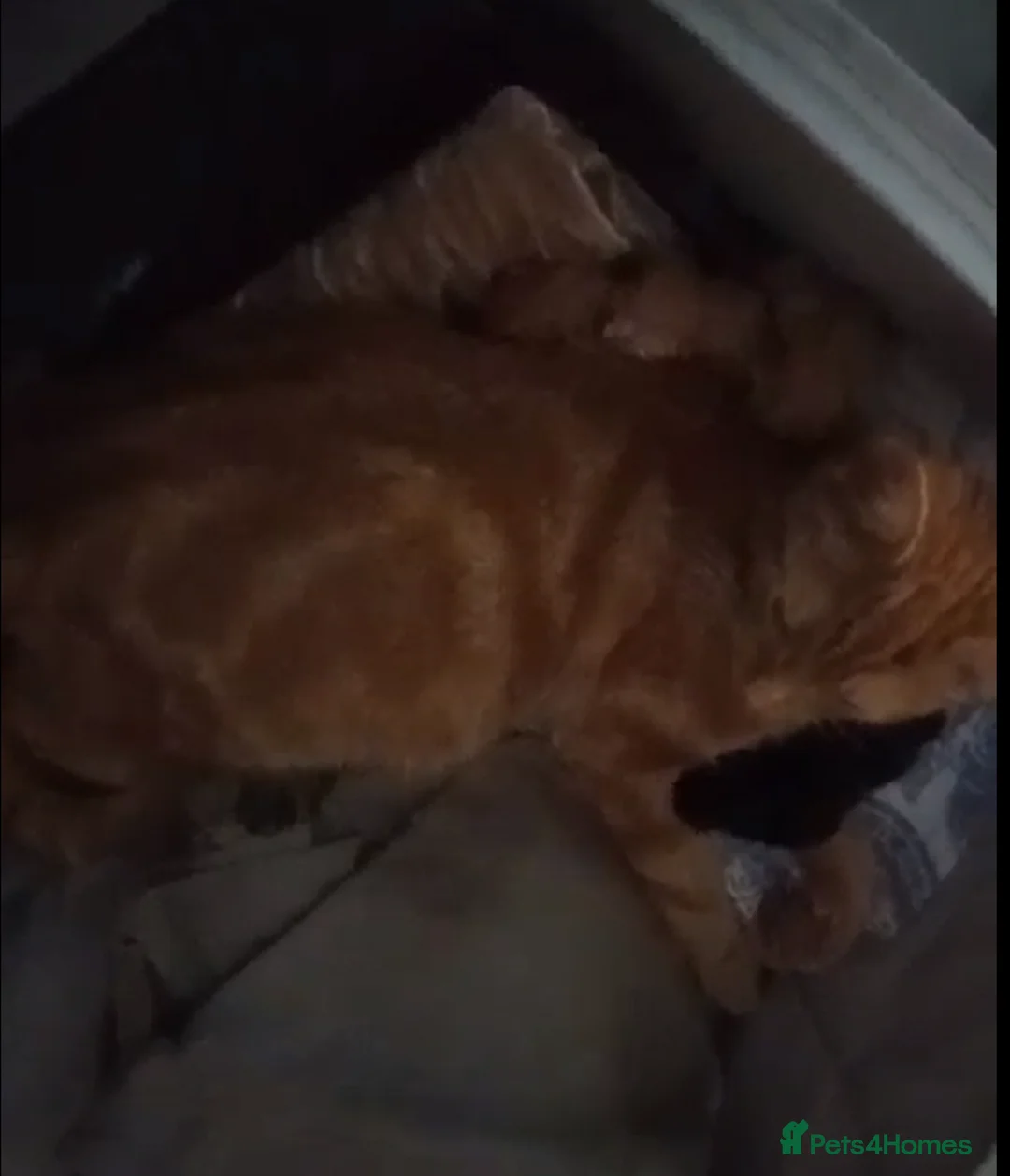 Domestic Shorthair cats for sale: Uncle (5) and Niece (4) in London - Advert 2