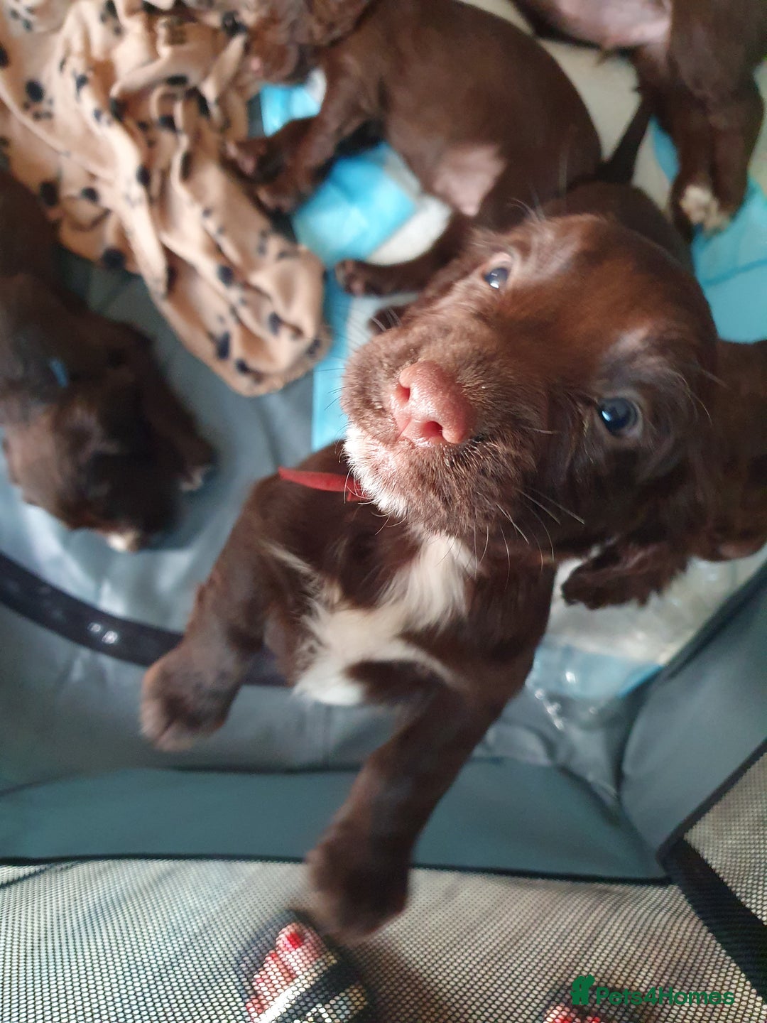 Cocker Spaniel dogs for sale: Kc registered cocker spaniel puppies - Image 17
