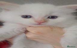 Ragdoll cats for sale: Flame point ragdoll boy for sale - Image 2