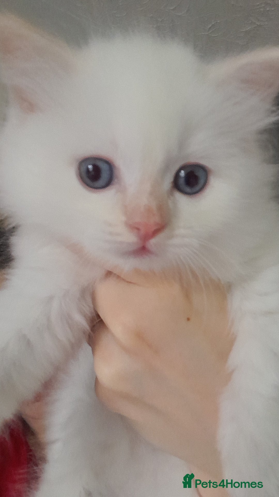 Ragdoll cats for sale: Flame point ragdoll boy for sale - Image 2