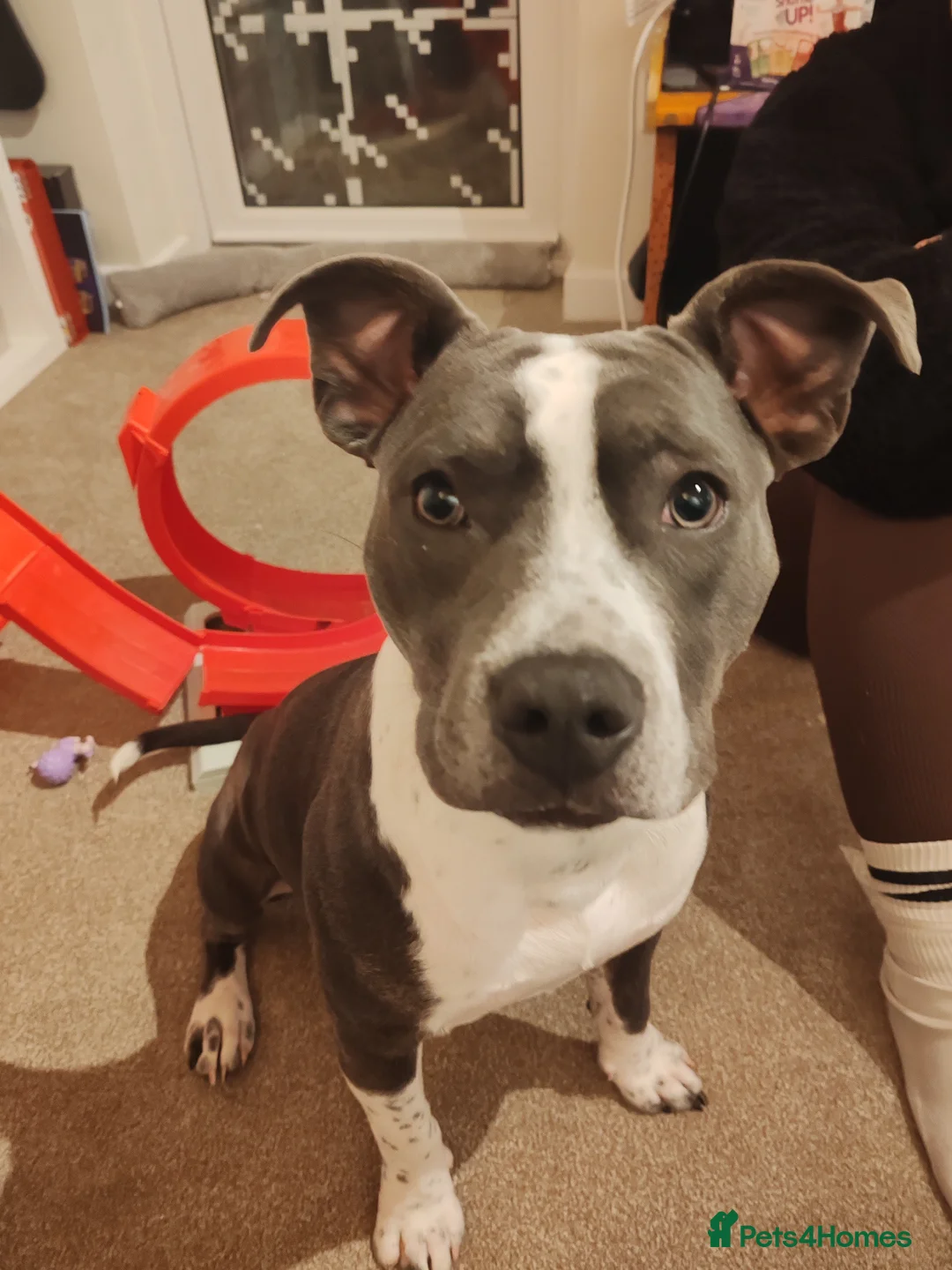 Mixed Breed dogs for sale: Grey & white 9 month Staffordshire bull terrier. in Stafford - Advert 2