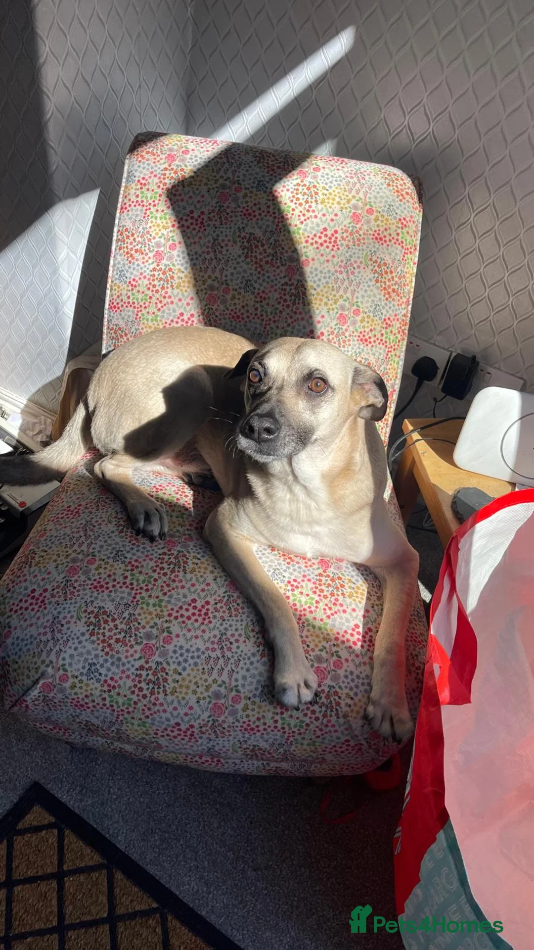 Mixed Breed dogs for sale: Our loving dog is looking for a new home - Advert 12