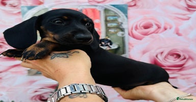 Miniature Dachshund dogs - Advert 3