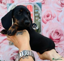 Miniature Dachshund dogs - Advert 8