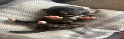 Mixed Breed dogs for sale: BEAUTIFUL MINI CORGIPOO PUPPIES  in Llanelli - Advert 33