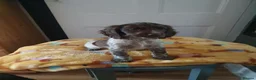 Sprocker dogs for sale: Sprocker pups for sale  - Advert 12