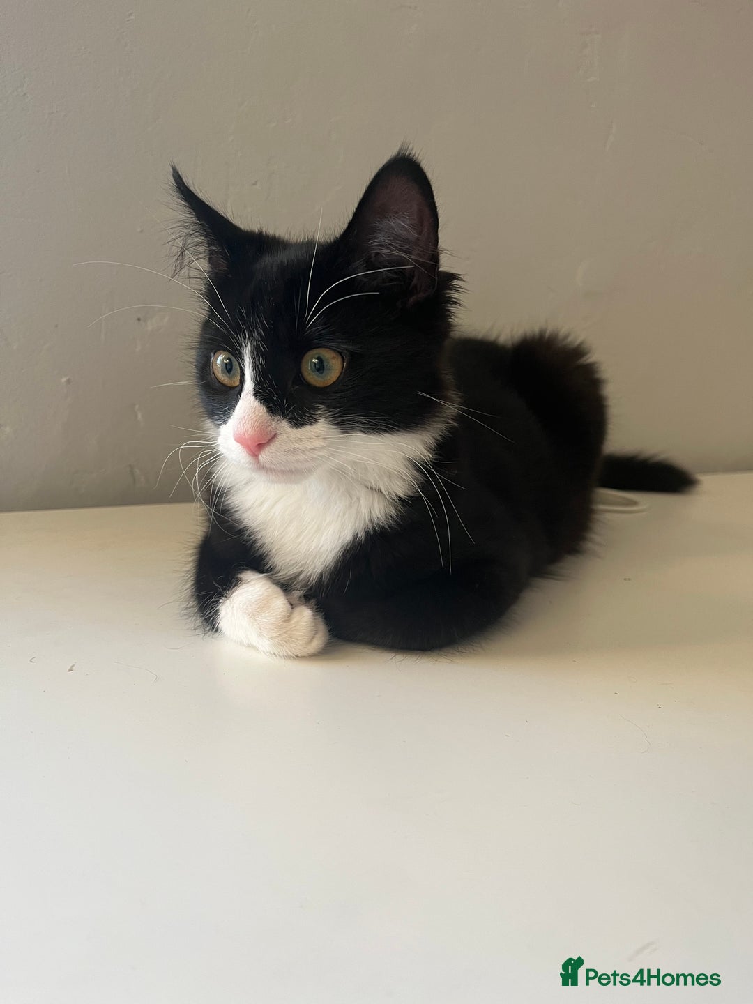 Domestic Shorthair cats for sale: Male kitten for sale - Image 7