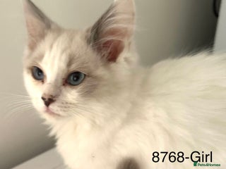 Ragdoll cats Gorgeous Ragdolls - Advert 14