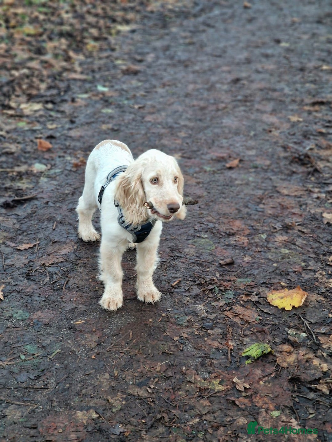 Cocker Spaniel dogs for sale: Cocker spaniel puppy - Advert 4