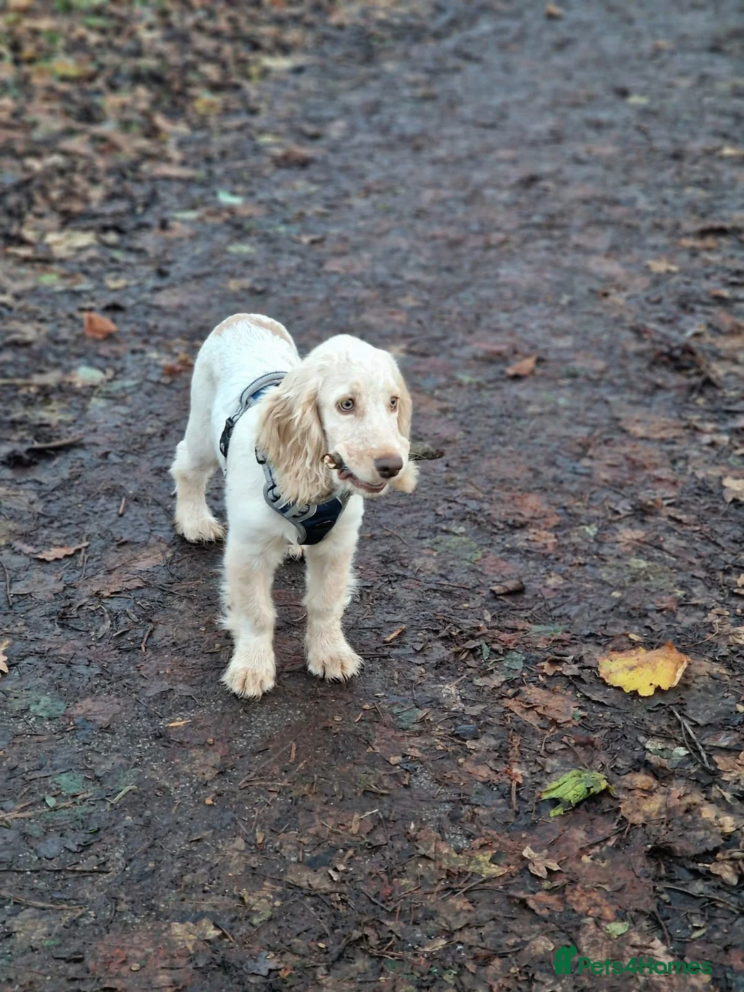 Cocker Spaniel dogs for sale: Cocker spaniel puppy - Advert 4