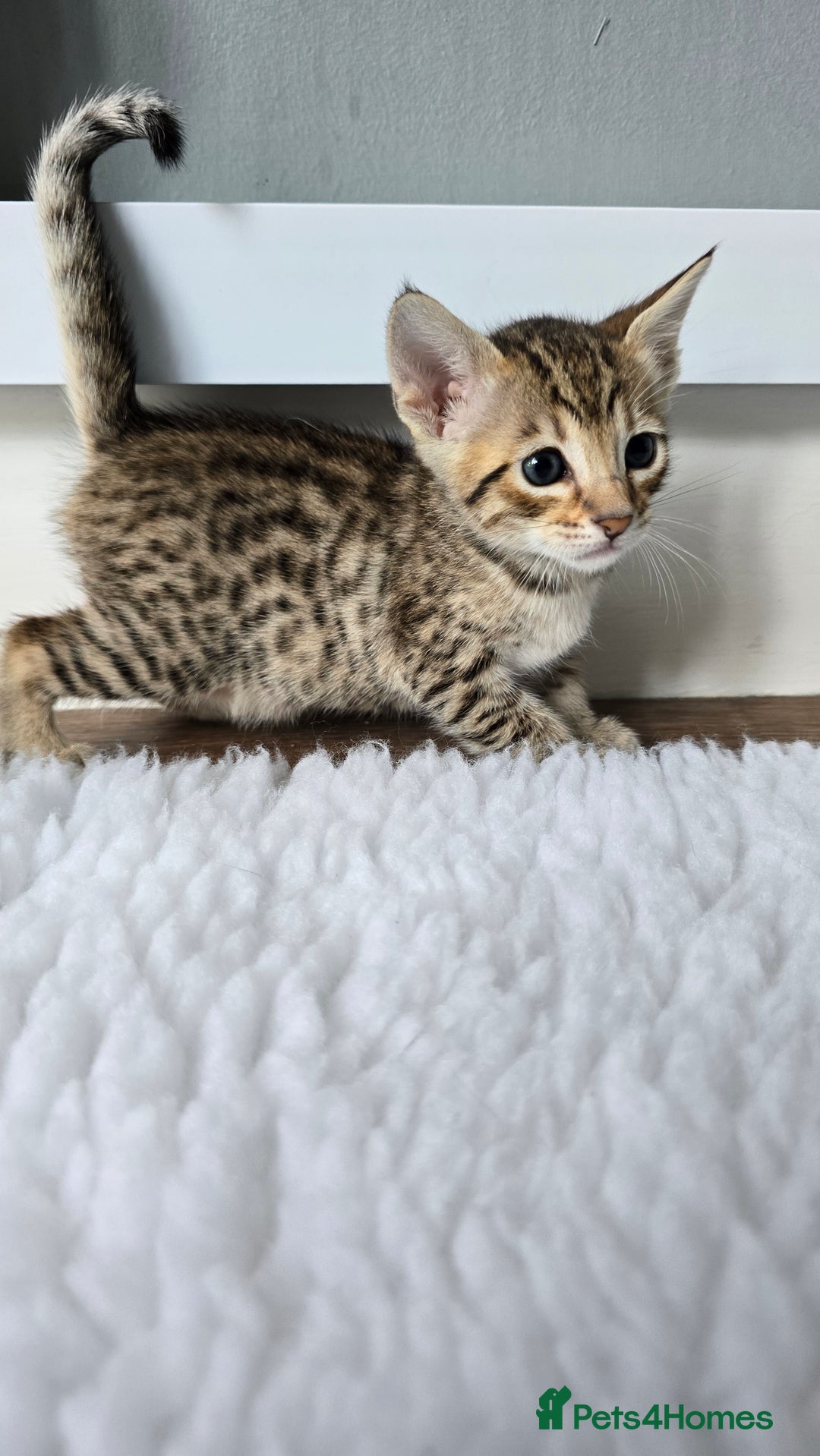 Savannah cats for sale: TICA Registered F8 savannah kittens  - Image 12