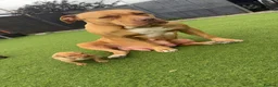 American Bully dogs for sale: Beautiful American bully’s 🐶  - Advert 5