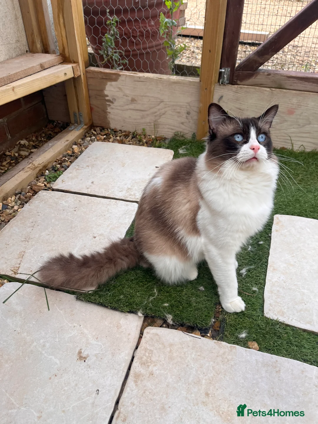 Ragdoll cats for sale: Active Young Stud boy GccF & TICA Ragdoll - Advert 3