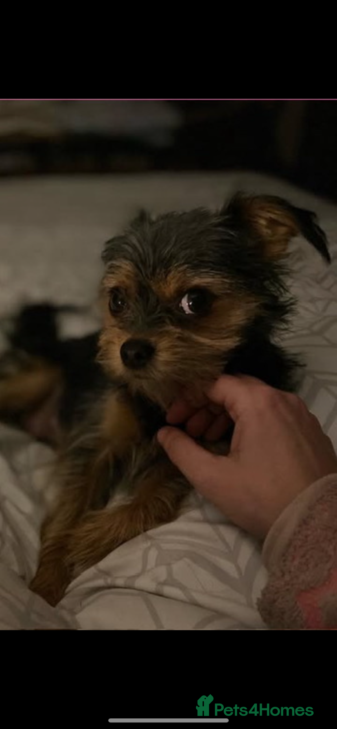 Chorkie dogs for sale: One male puppy left - Advert 2