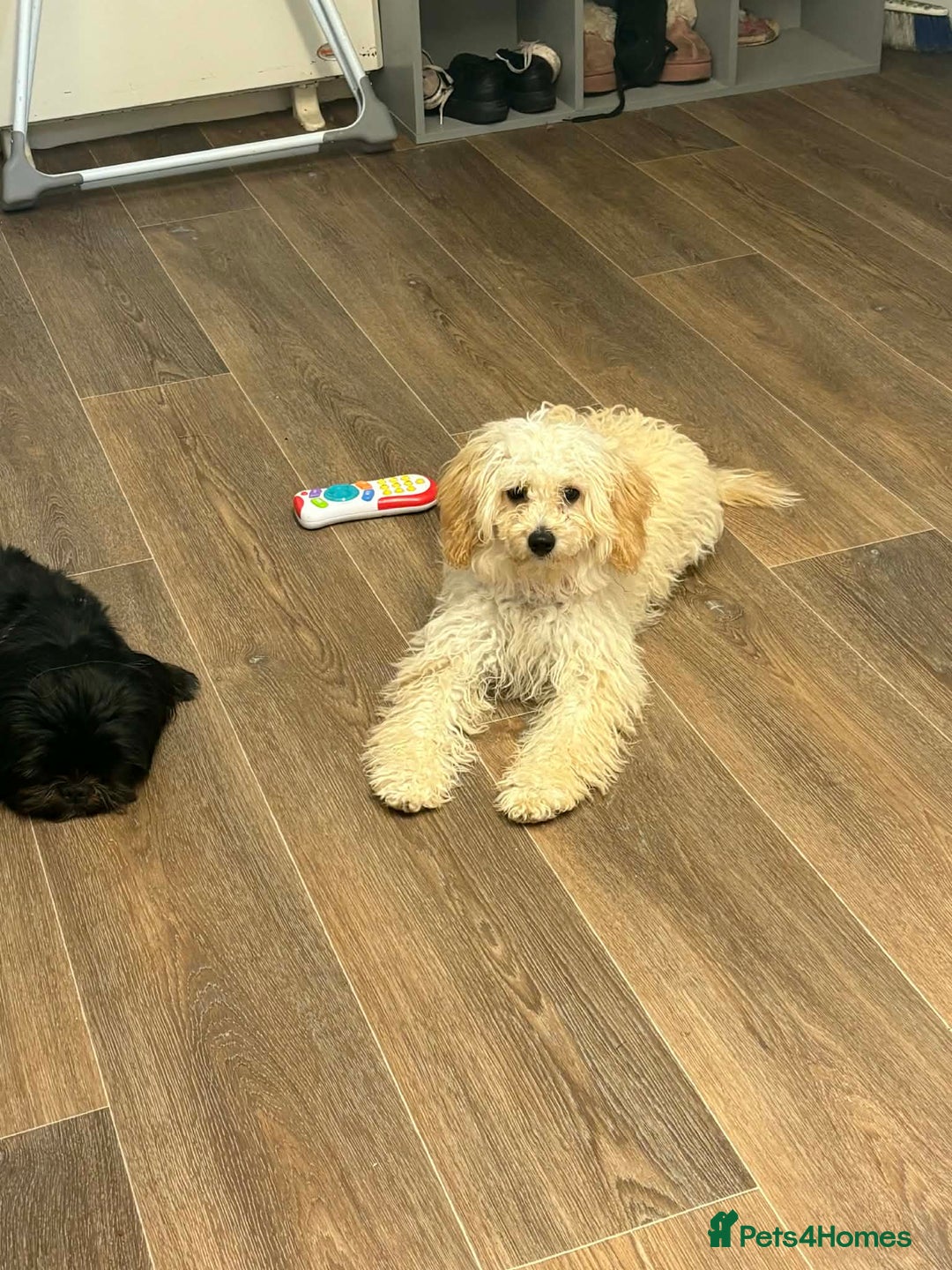 Mixed Breed dogs for sale: Cava-tzu also nown as Shipoo - Advert 6