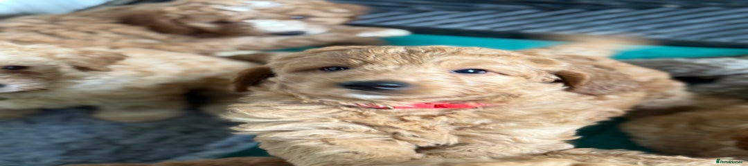 Australian Labradoodle Puppy 1