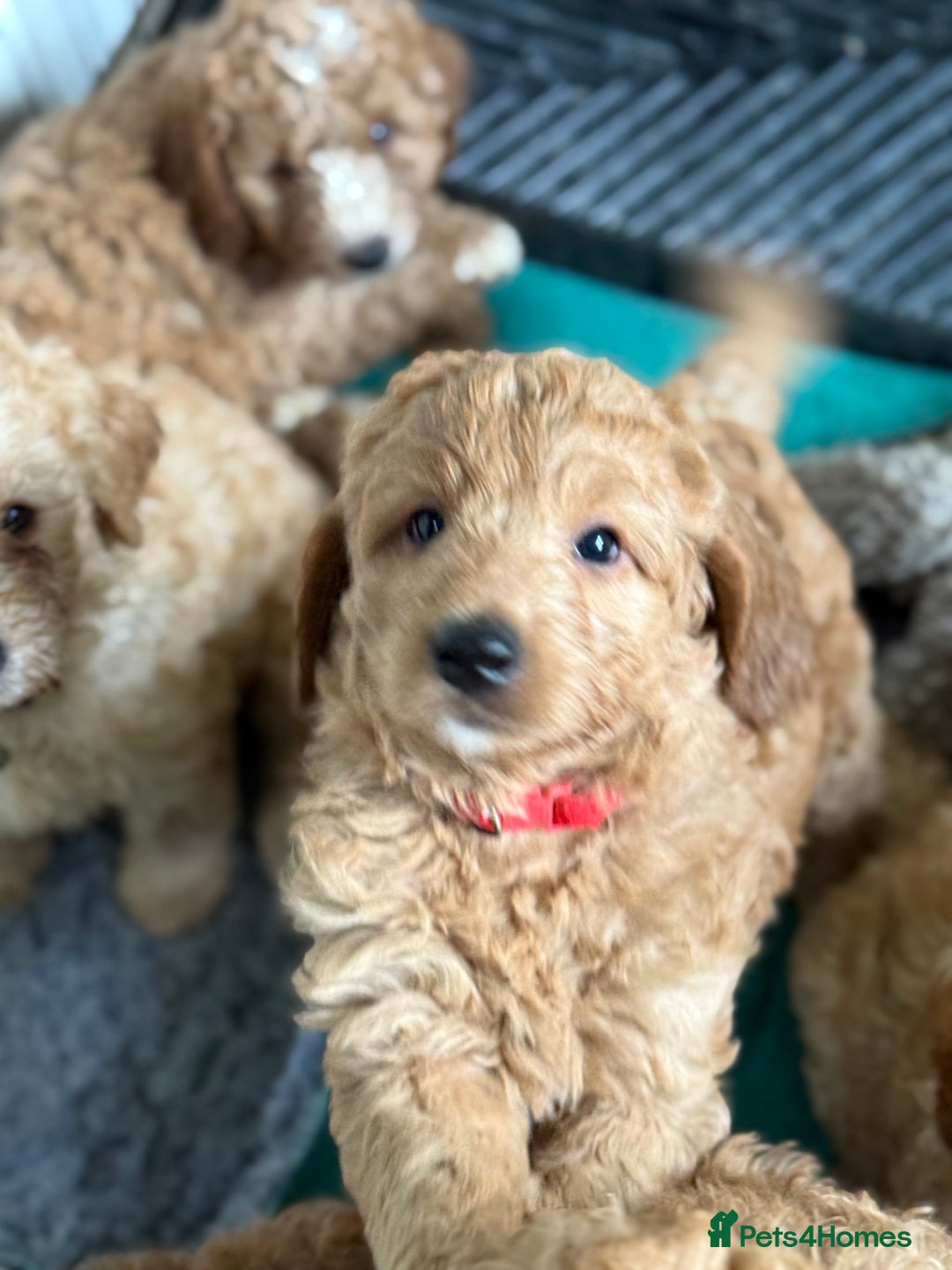 Australian Labradoodle dogs for sale: 5* Health tested Australian labradoodles  - Image 6