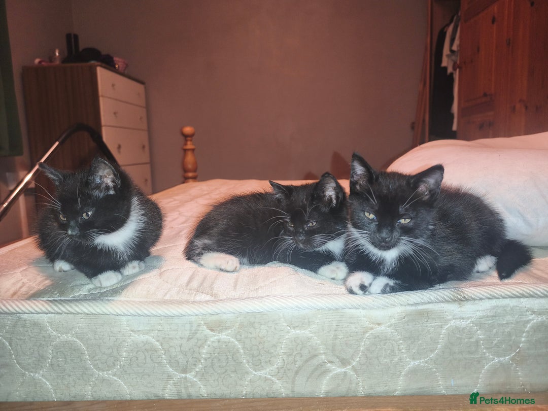Mixed Breed cats for sale: Three Tuxedo Kittens Looking for Loving Homes - Advert 3