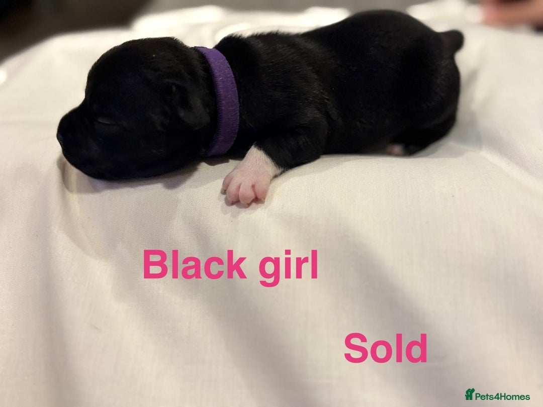 Staffordshire Bull Terrier dogs for sale: Champion Bloodline Stafforshire Bull Terrier Pups - Advert 7