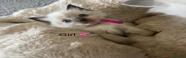 Ragdoll Kitten 4