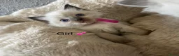 Ragdoll cats for sale: READY Sunday cute full ragdoll kittens 2 left - Advert 28
