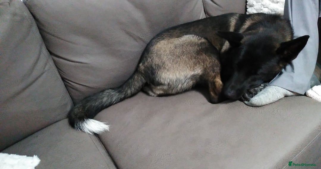 Huskita dogs for sale: Huskita  - Image 2