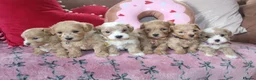 Maltipoo dogs for sale: ✨ Tiny Toy F1 Maltipoo pups ready soon ✨  - Advert 8