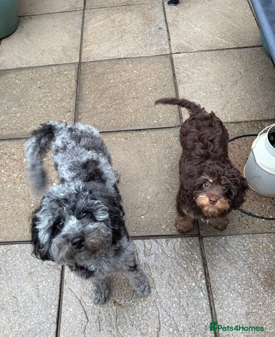 Cavapoo dogs for sale: LAST FEMALE - F1 Cavapoo - Parents DNA Tested  - Advert 12