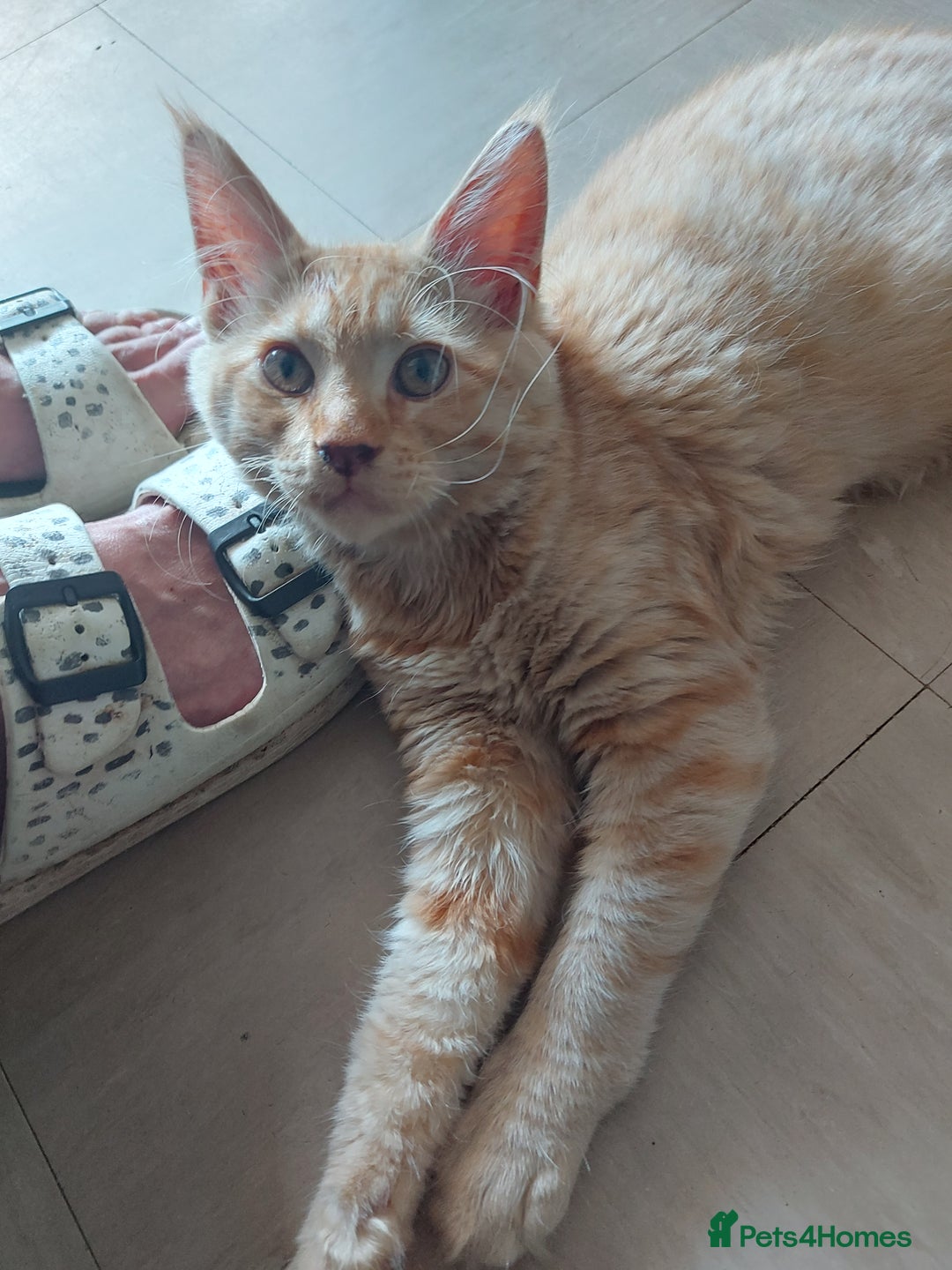 Maine Coon cats for sale: Maine coon x sphynx kittens - Image 6