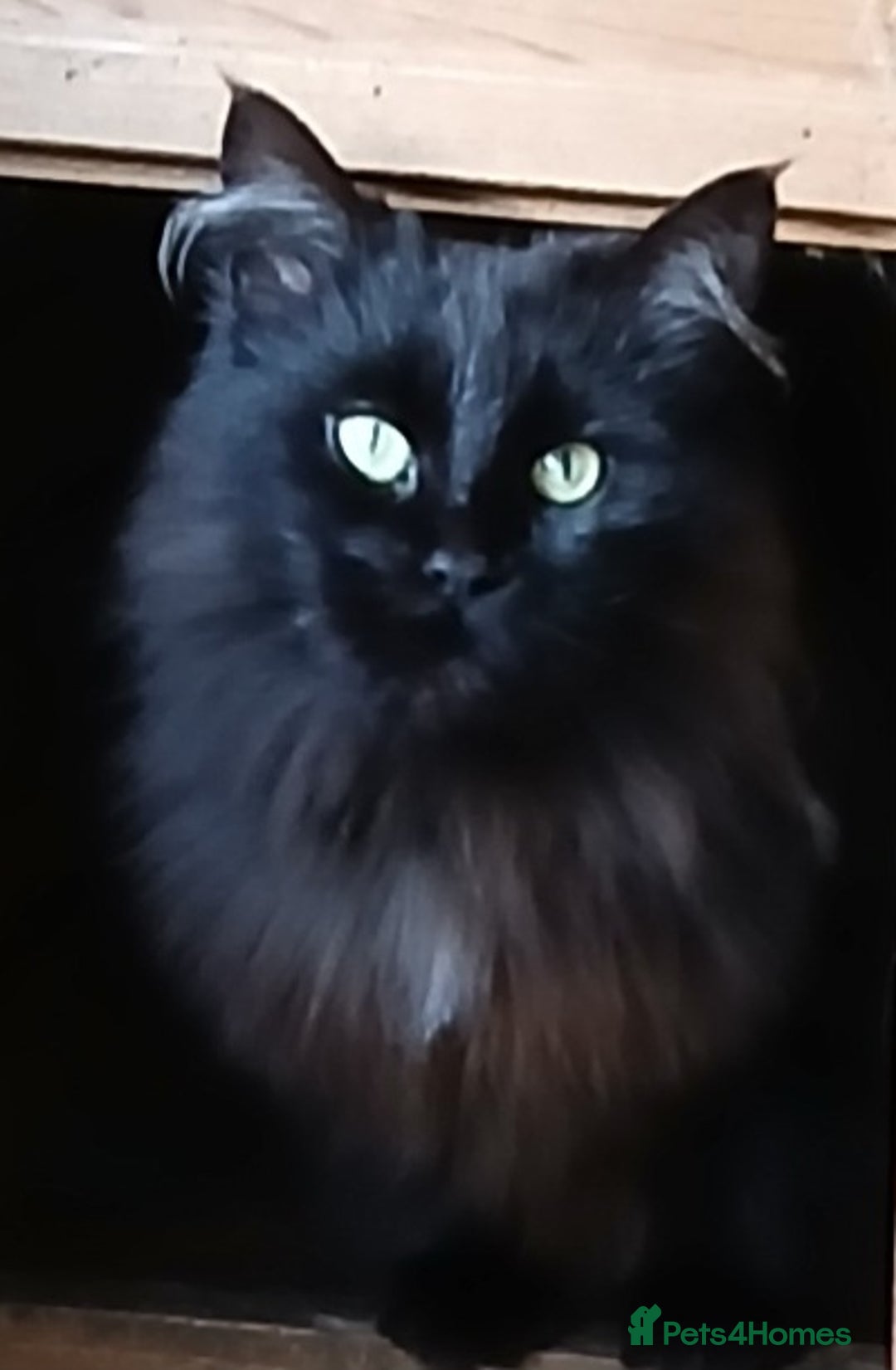 Maine Coon cats for sale: Beautiful proven TICA queen for sale - Advert 1