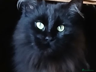 Maine Coon cats Beautiful proven TICA queen for sale - Advert 3