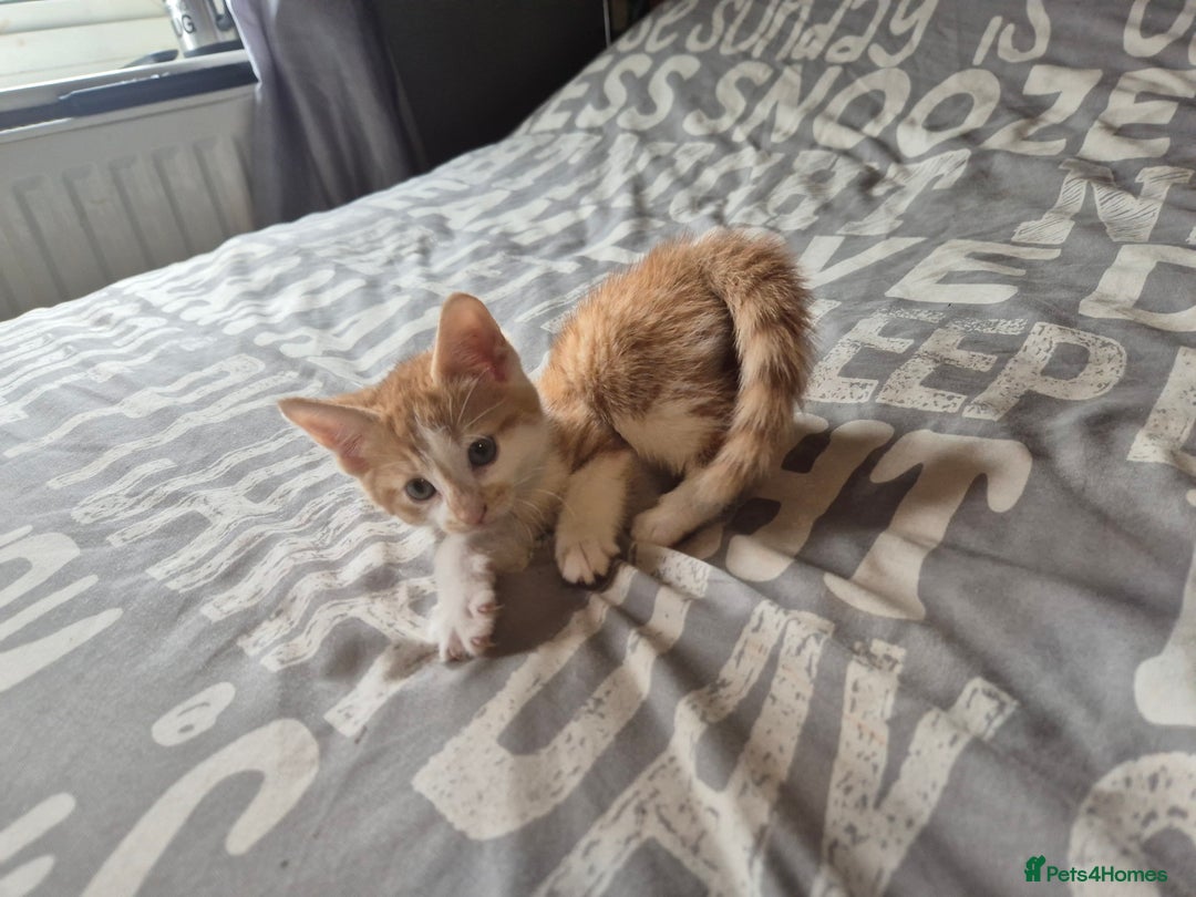 Maine Coon cats for sale: Maine coon x kittens - Image 5