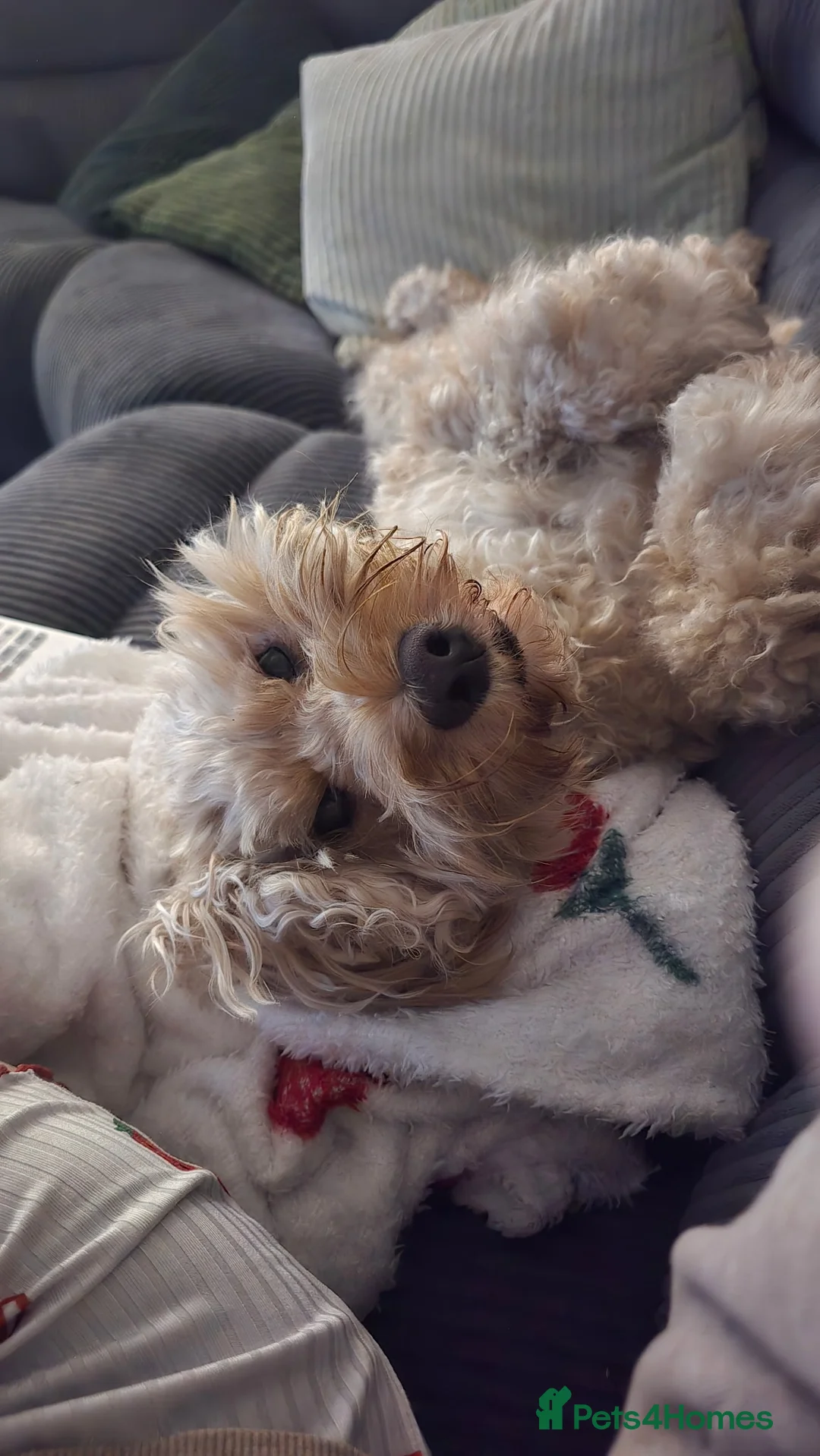 Cockapoo dogs for sale: 8 year old cockapoo for rehoming  in Belfast - Advert 3