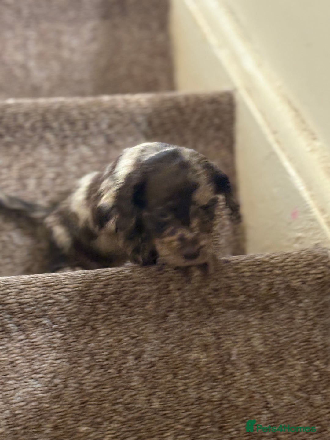 Cocker Spaniel dogs for sale: Cocker spaniel pups for sale  - Image 4