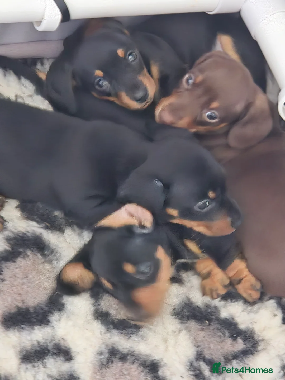 Miniature Dachshund dogs for sale: Adorable KC Pedigree Miniature Dachshund Puppies - Advert 3