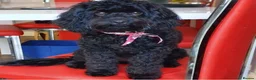 Cavapoo dogs for sale: Beautiful little Minnie - Toy F1b cavapoo - Advert 2