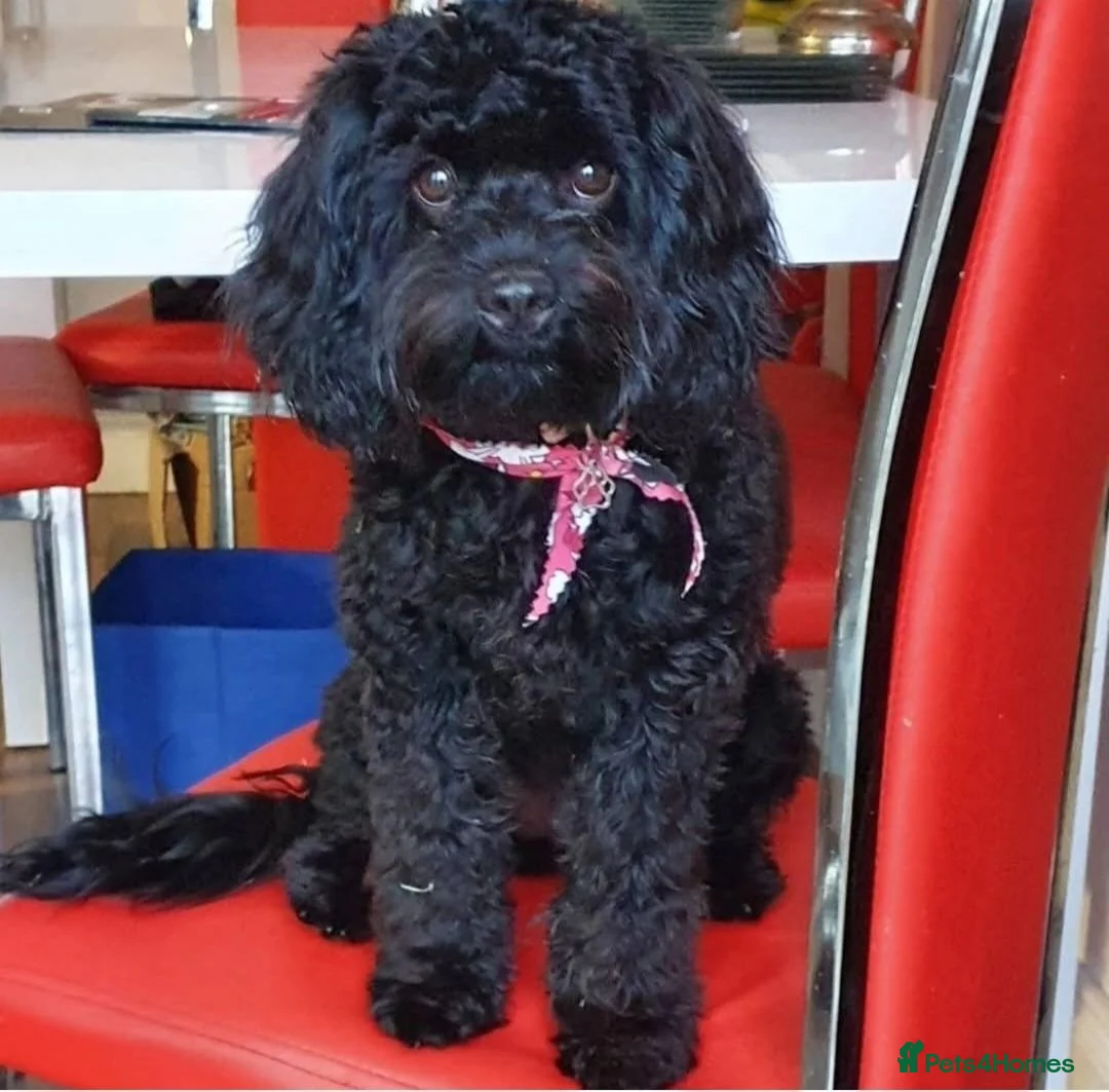 Cavapoo dogs for sale: Beautiful little Minnie - Toy F1b cavapoo - Advert 2