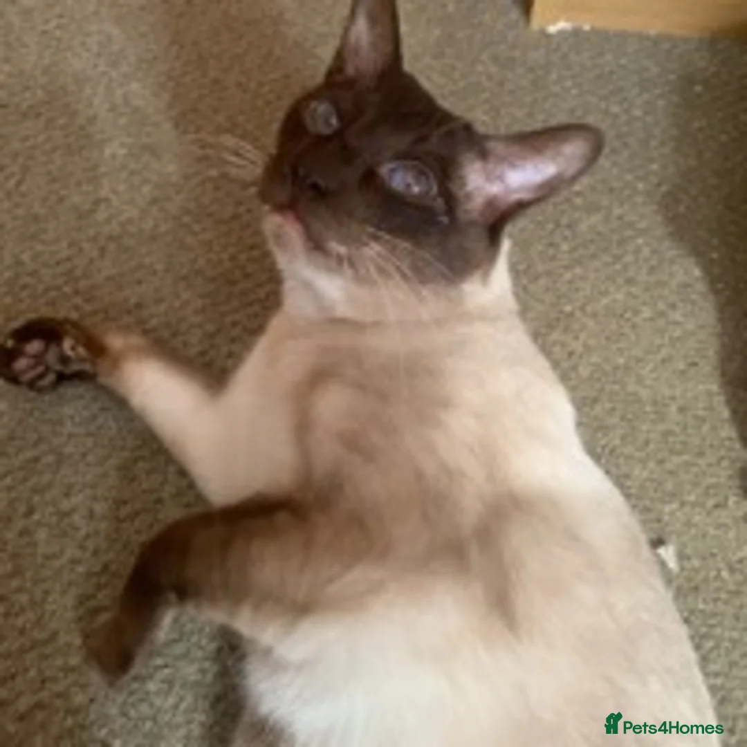 Siamese cats for stud: Traditional chocolate point Siamese stud in Bradford - Advert 3