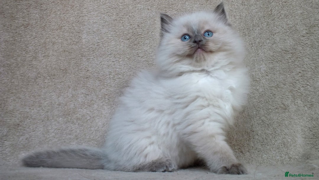 Ragdoll cats for sale: GCCF PET/ACTIVE KITTENS CHAMPION IMP BLOODLINES - Image 28