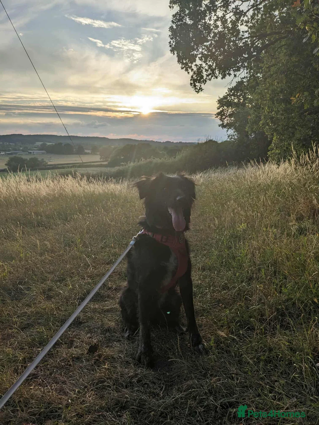 Mixed Breed dogs for adoption: TILLY (All black girl) - Advert 14