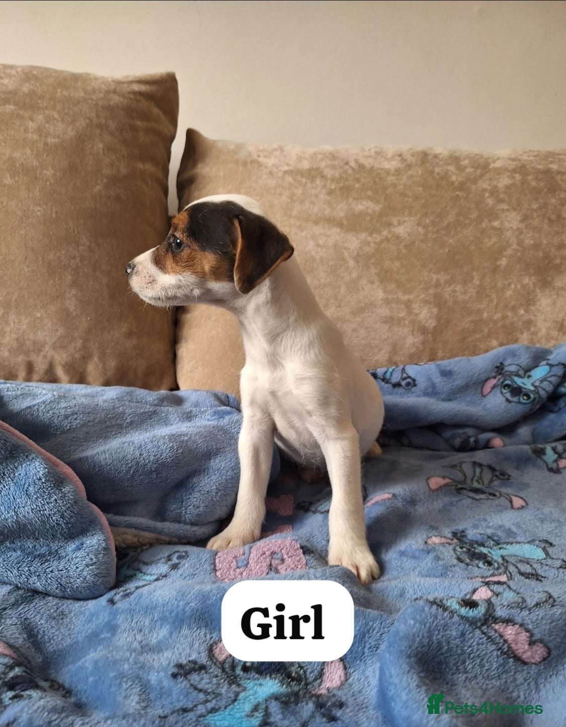 Mixed Breed dogs ADORABLE Jack Russell pups  - Advert 14