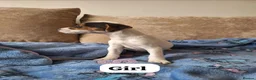 Mixed Breed dogs for sale: ADORABLE Jack Russell pups  - Advert 2