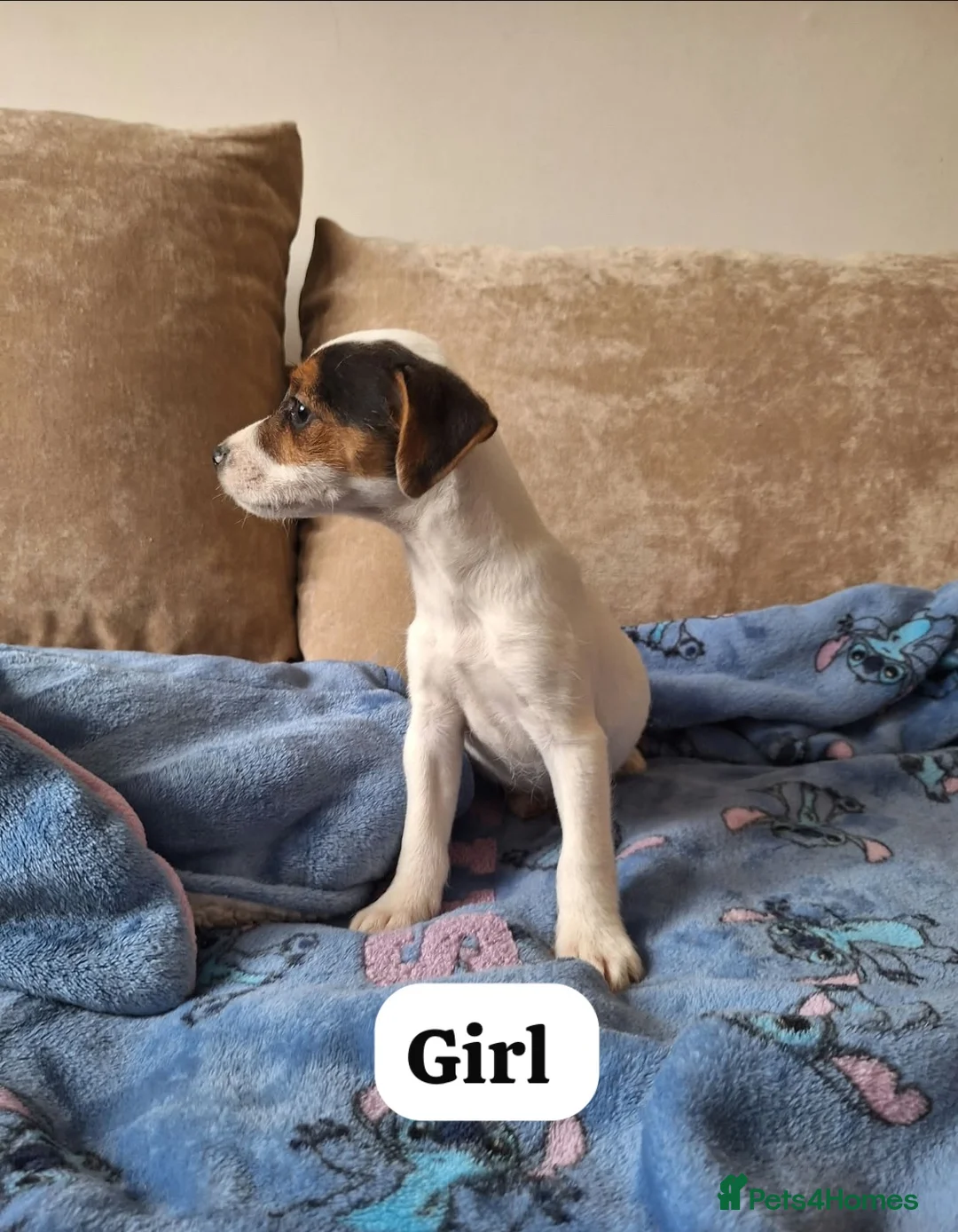Mixed Breed dogs for sale: ADORABLE Jack Russell pups  - Advert 2
