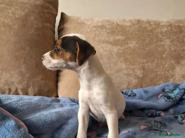 Mixed Breed dogs ADORABLE Jack Russell pups - Advert 5