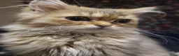 Persian cats for sale: Beautiful Golden Persian chinchilla Male  in Ashbourne - Advert 6